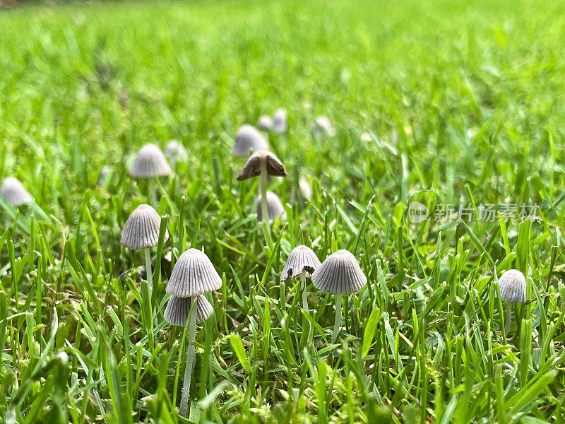 一群生长在花园草坪上的墨仙(Coprinellus atus)的特写图像，木耳菌，带褶皱卵形帽和长柄的毒蕈，重点在前景